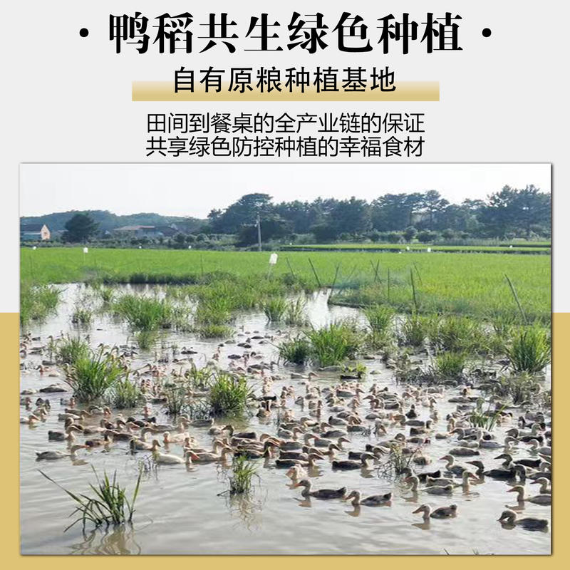 富硒五常鸭稻米