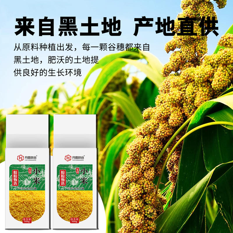 1斤装富硒小米